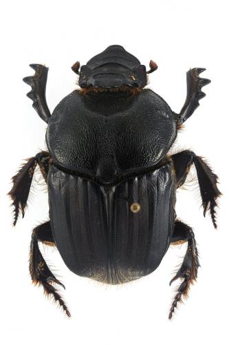 Heteronitis tridens